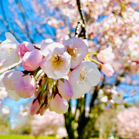 Meet your Posher, Kim - Picture 1 of 1